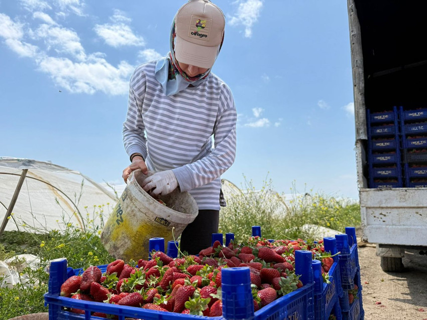 T&uuml;rkiye'nin kırmızı altınında t&uuml;ketici de &uuml;retici de isyanda! Tarlada 35 TL, markette 150 TL! - Resim: 4