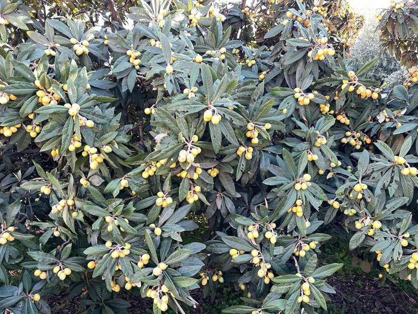 Köylünün geçim kaynağıydı, artık para etmiyor! Hepsini bedava dağıttı - Resim: 4