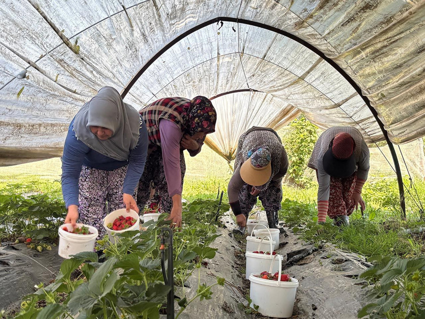 90 gündür beklenen an geldi; hasat başladı: Tarlada 170 liradan satılıyor - Resim: 3