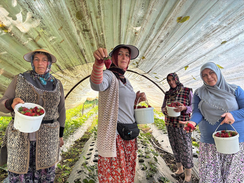 90 gündür beklenen an geldi; hasat başladı: Tarlada 170 liradan satılıyor - Resim: 2