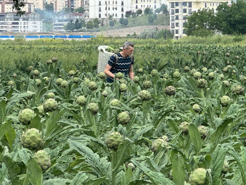 Milyonluk lüks konutların gölgesinde tarım... Türkiye'nin coğrafi işaretli lezzeti burada üretiliyor - Resim: 3