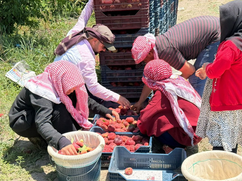 O asrın felaketiyle yıkılan Hatay'ın en lezzetlisi... Bahçede 15, pazarda 60 TL! - Resim: 4