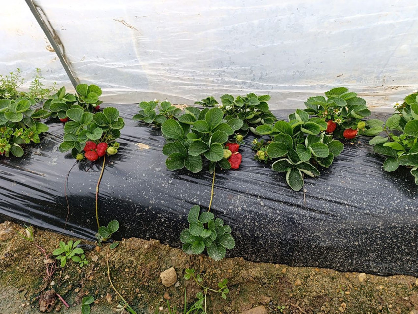 Bahar ve yaz aylarının eşsiz lezzeti çilek, kış aylarında da girişimcilerin ekmek kapısı oldu - Resim: 3