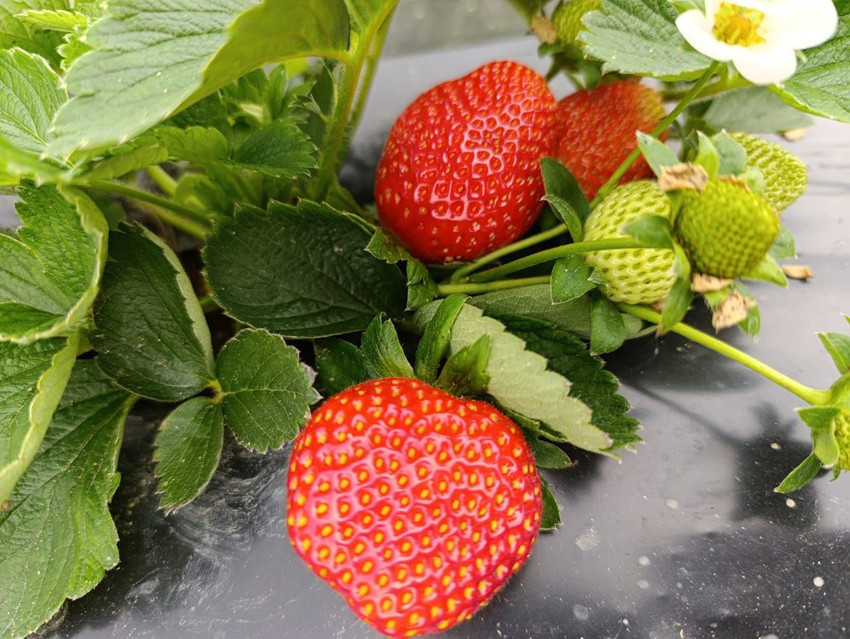 Bahar ve yaz aylarının eşsiz lezzeti çilek, kış aylarında da girişimcilerin ekmek kapısı oldu - Resim: 4