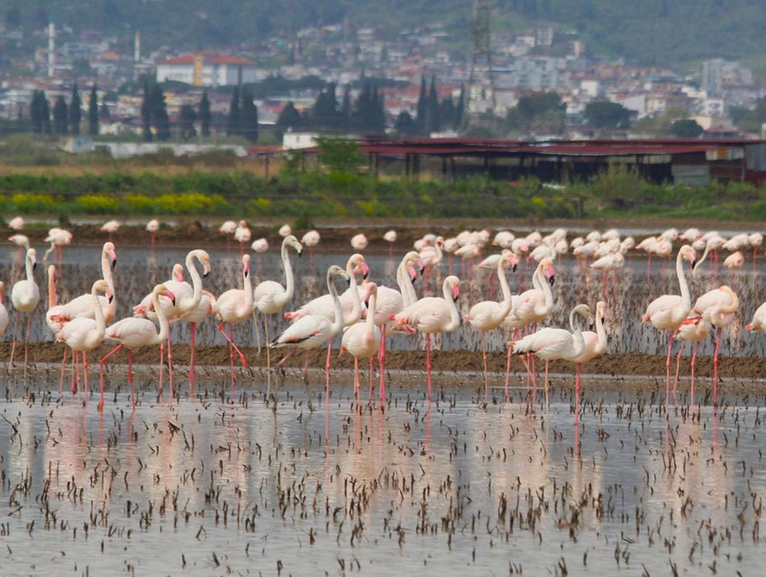 Söke Ovası'nın pembe misafirleri görenleri hayran bıraktı - Resim: 1