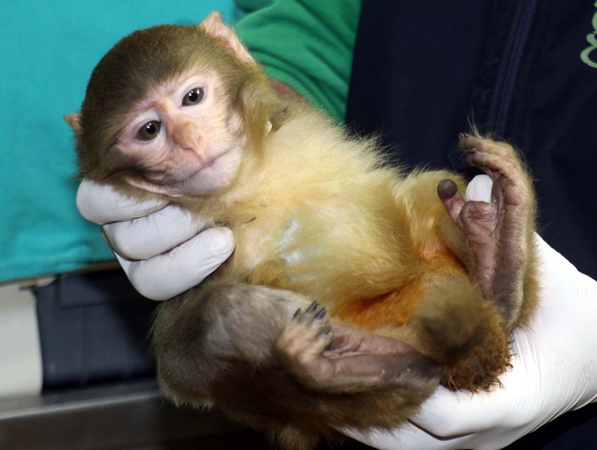 Sınır kapısında 2 maymun ölmek üzereyken bulundu - Resim: 3