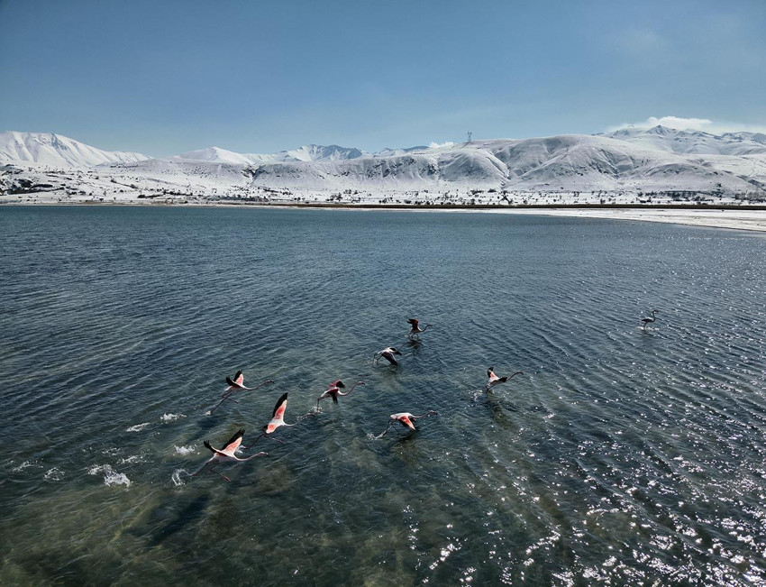 Van Gölü'nün misafirleri gitmedi, jandarma nöbete başladı - Resim: 4