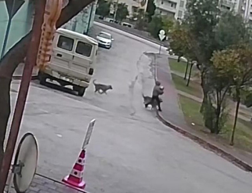 Sahipsiz kurt köpekleri kadın ve köpeğine saldırdı! Korku dolu anlar kamerada - Resim: 4