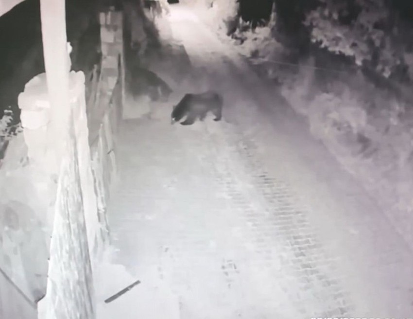 Korku saçan davetsiz misafir kamerada: Gece yarısı dağdan indi - Resim: 4