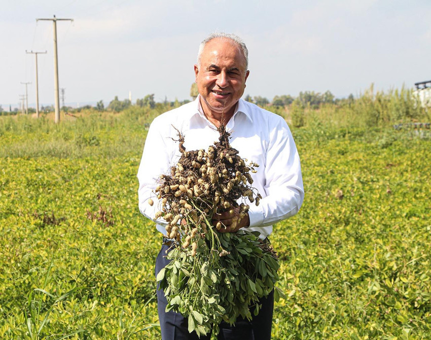 Adana'da hasat bereketli başladı: Kilosu 50 TL'ye düştü - Resim: 3
