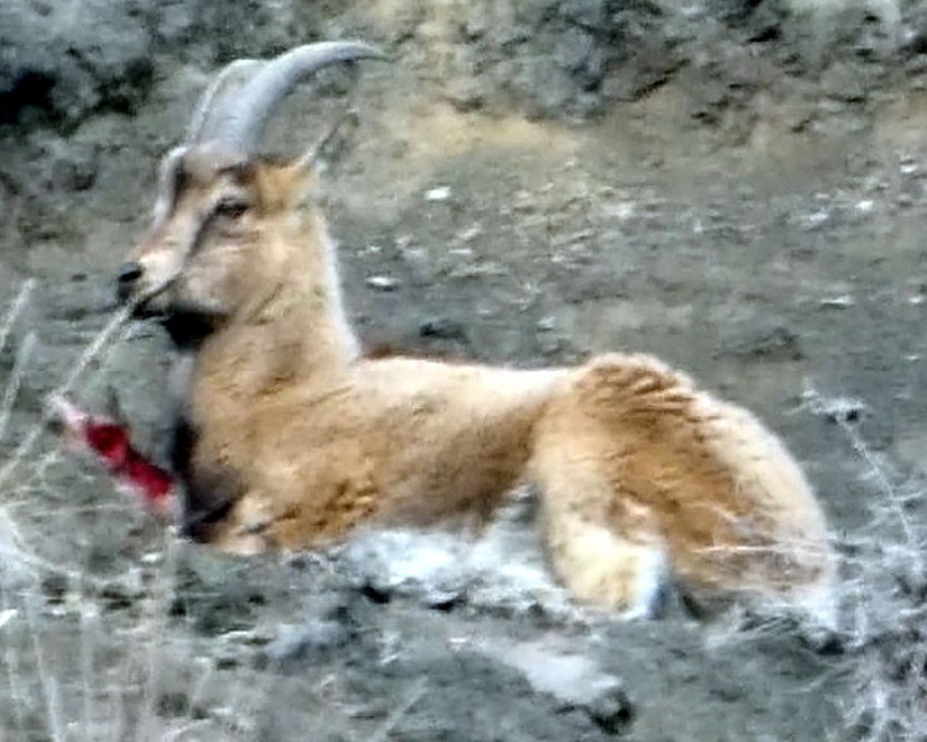 Vurup yaralı halde bırakmışlar... Türkiye'nin en eşsiz canlılarından biri bu halde görüntülendi - Resim: 3
