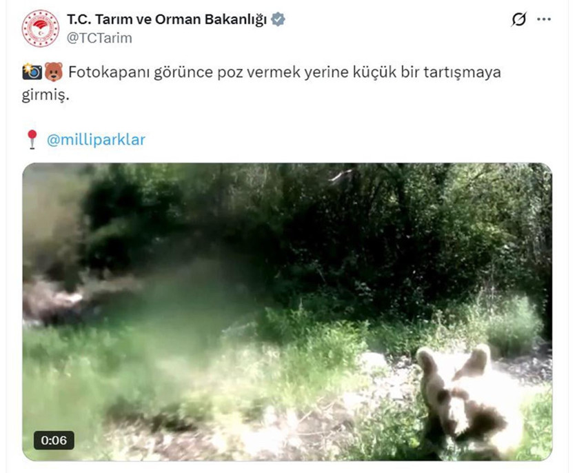 Ormanda yavrularıyla dolaşan ayı, fotokapana böyle saldırdı - Resim: 1