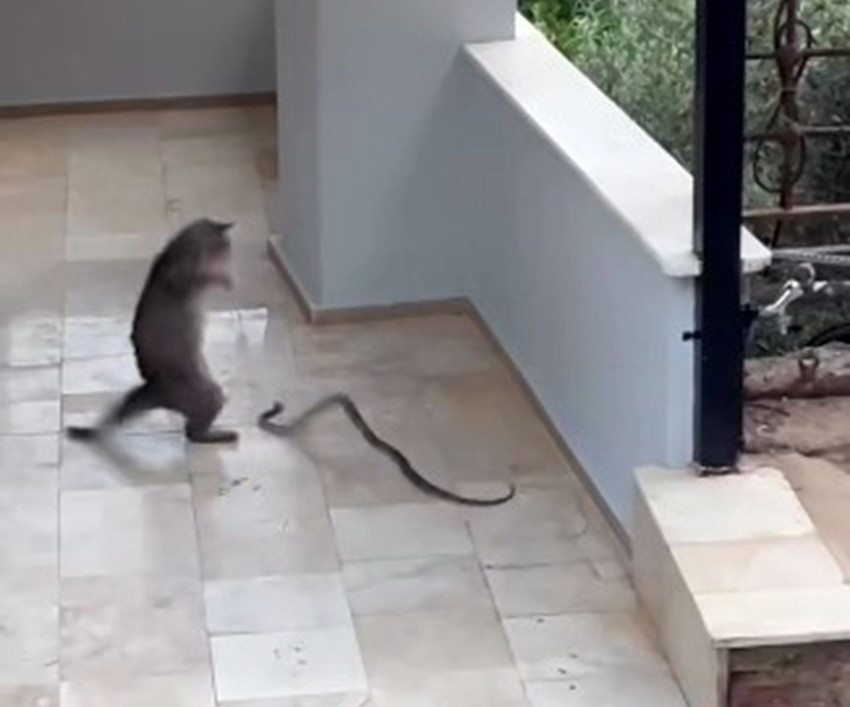 Alanya'nın yılan bekçisi kedisi kamerada... Gören vay ''pisi''kopat, vay dedi - Resim: 2