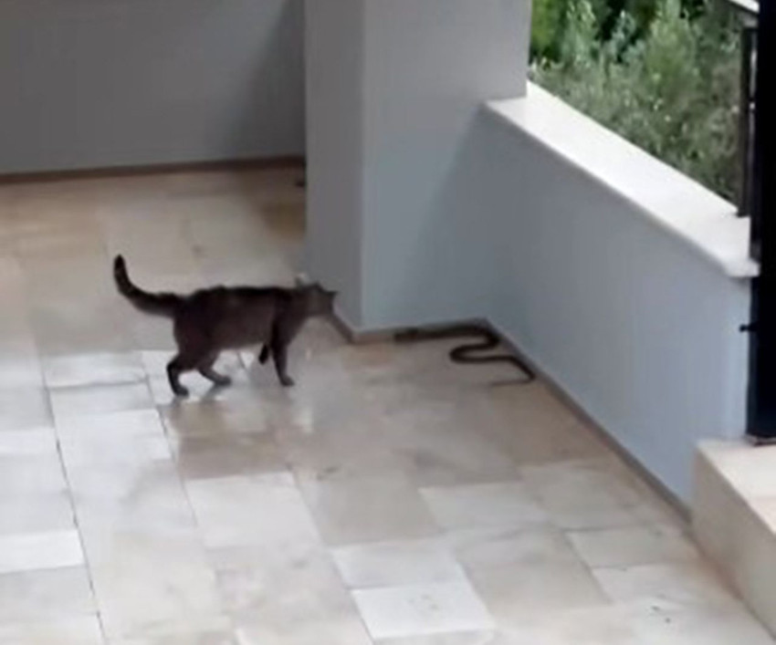 Alanya'nın yılan bekçisi kedisi kamerada... Gören vay ''pisi''kopat, vay dedi - Resim: 3