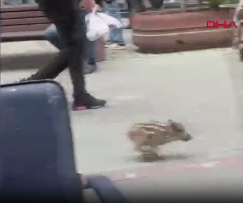 Yavru yaban domuzu Fethiye'de bir mağazaya dalınca olanlar oldu... - Resim: 4