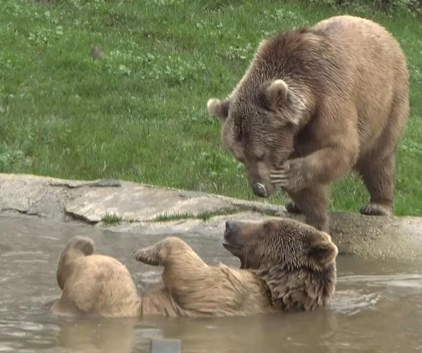 Firari ayıdan hiçbir iz yok: Havadan ve karadan aranıyor - Resim: 3