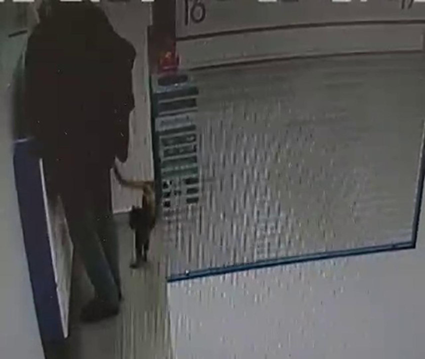 Bankada kamera şakası gibi olay: Veznede işlem yaparken üzerine kedi düştü - Resim: 4