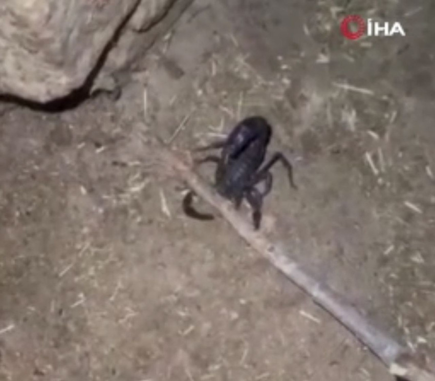 Akrepler bir ilimizi istila etti, vatandaşlar ip bağlayıp evcil hayvan gibi gezdirdi! - Resim: 3