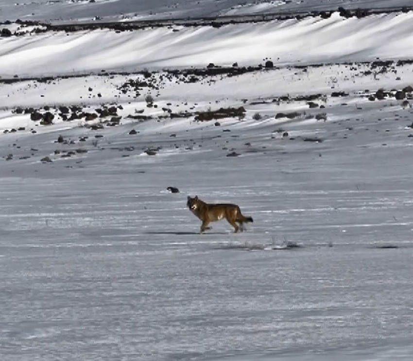 Vahşi kurt seyir halindeki aracı takip ederken kameralara yakalandı - Resim: 3