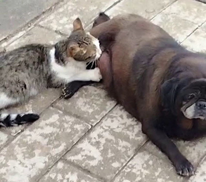 Kediye annelik yapan köpeği görenler şaşkınlığını gizleyemedi - Resim: 3