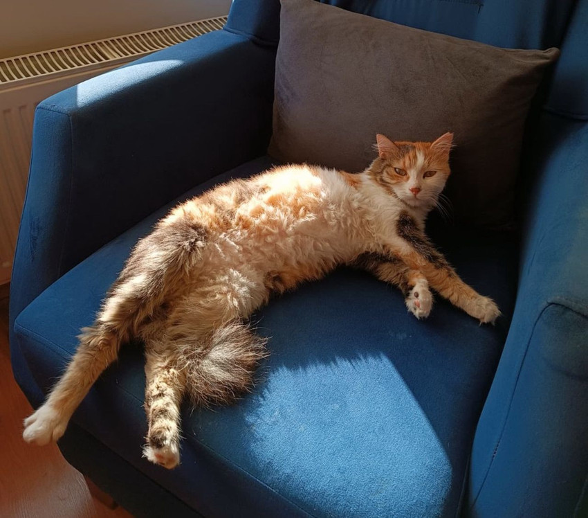 Uzman isim son noktayı koydu: Kedi ya da köpek tüyü ölüme yol açar mı ? - Resim: 1