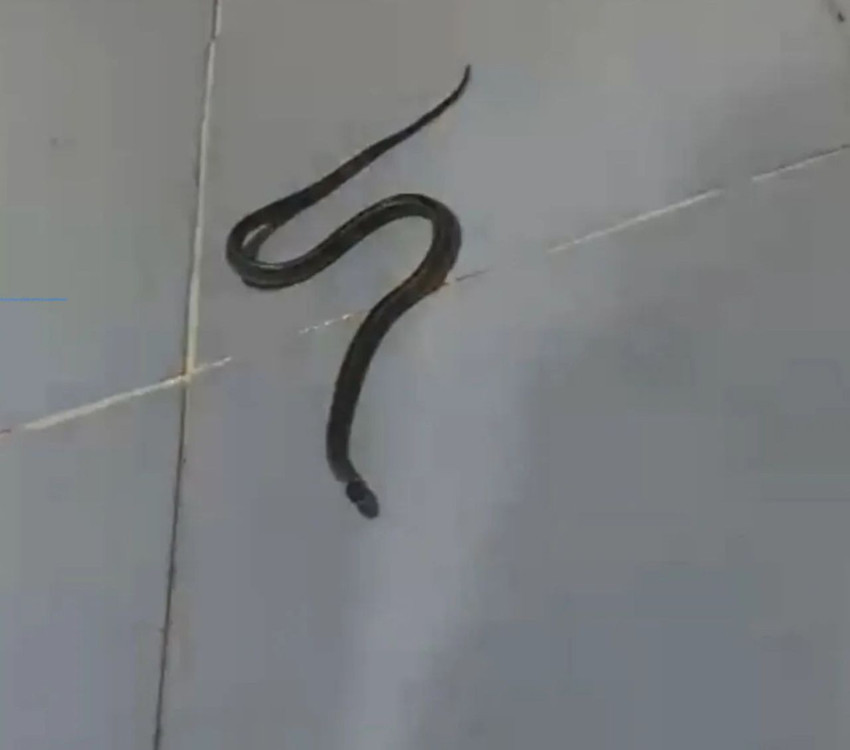 Onlar Türkiye'nin ''yılanlara üfleyen'' ailesi - Resim: 3