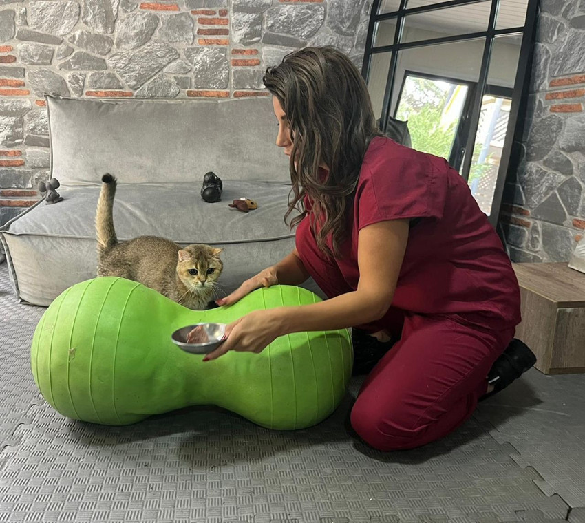 Ankaralı kedi Artas'ın sağlık sorunu ve uygulanan tedavi ''yok artık'' dedirtti! - Resim: 4