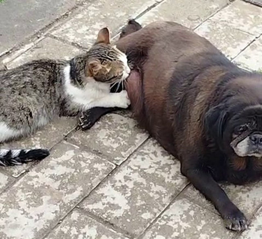 Kediye annelik yapan köpeği görenler şaşkınlığını gizleyemedi - Resim: 1