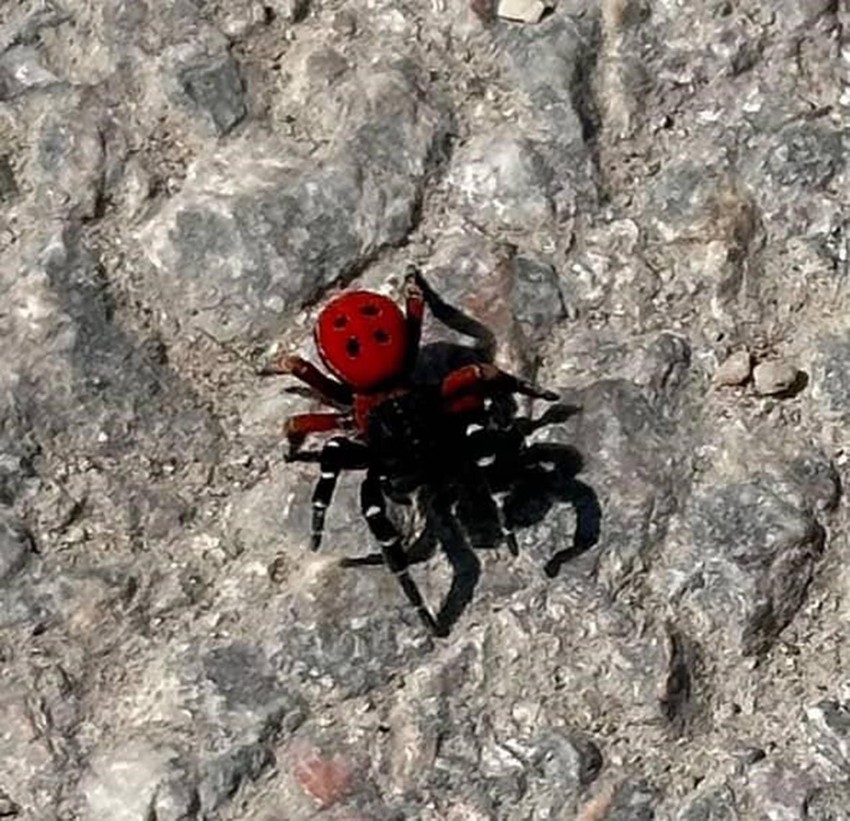 Uğur böceğine benziyor ama hiç masum değil! Sakın elinize almayın - Resim: 1