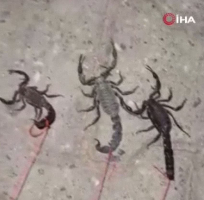 Akrepler bir ilimizi istila etti, vatandaşlar ip bağlayıp evcil hayvan gibi gezdirdi! - Resim: 4