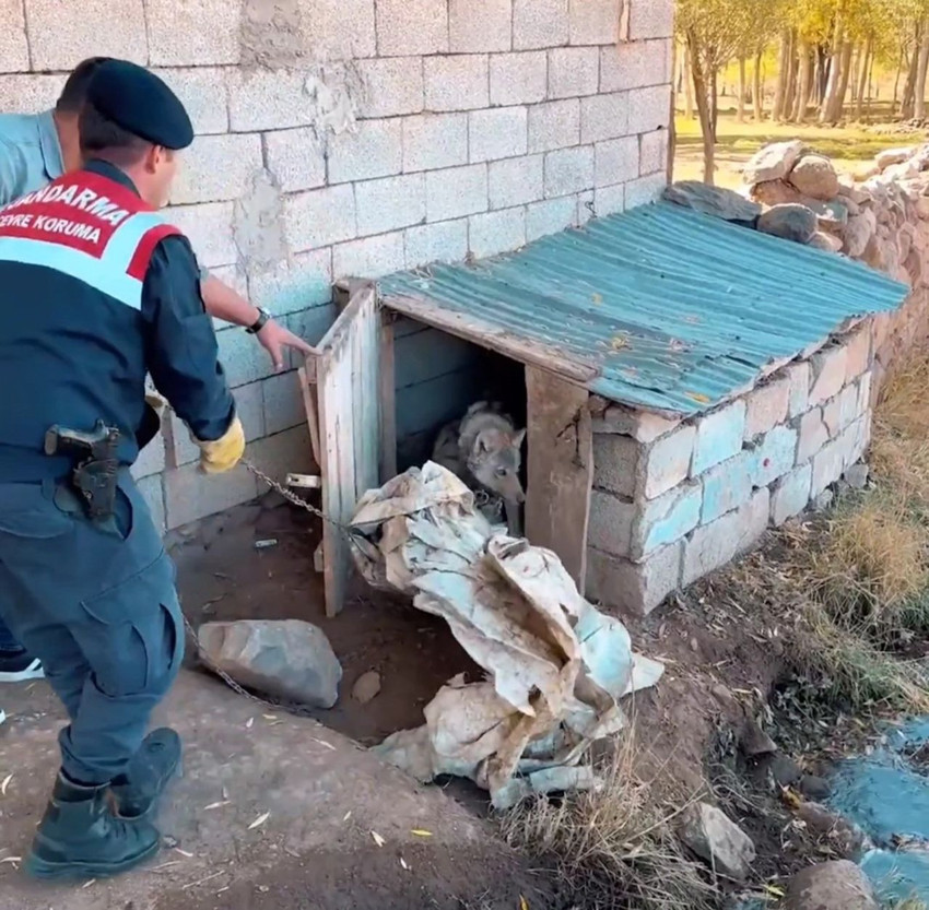 Sosyal medyadaki ''evcil kurt'' rezaletinin perde arkası ortaya çıktı: O kurt kurtarıldı - Resim: 3