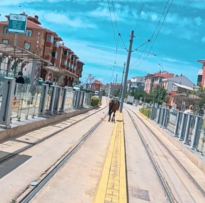 Duraktakiler tramvay beklerken at geldi! Şaşkına çeviren görüntü - Resim: 2