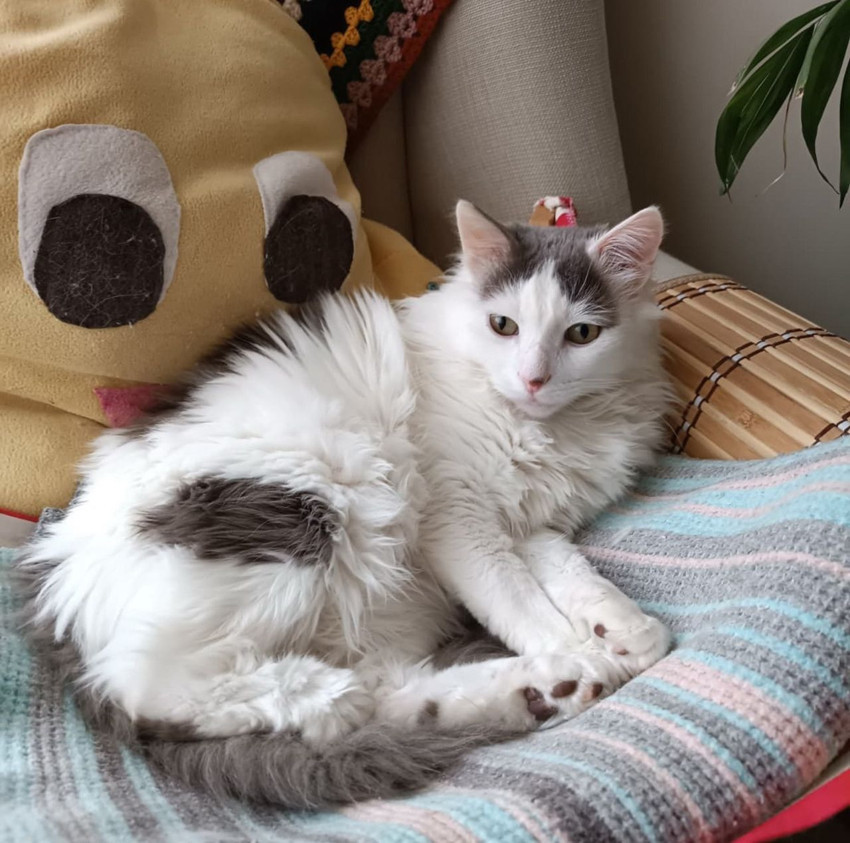 Uzman isim son noktayı koydu: Kedi ya da köpek tüyü ölüme yol açar mı ? - Resim: 2