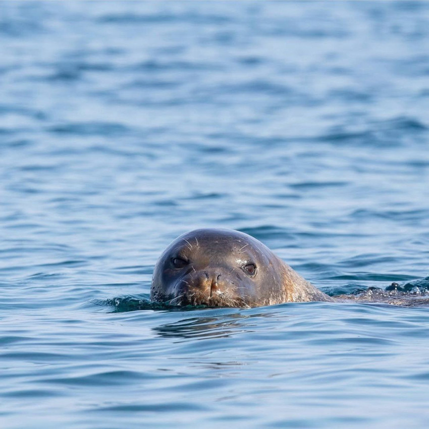 Antalya'da Akdeniz foklarına ''zincirli'' koruma - Resim: 1