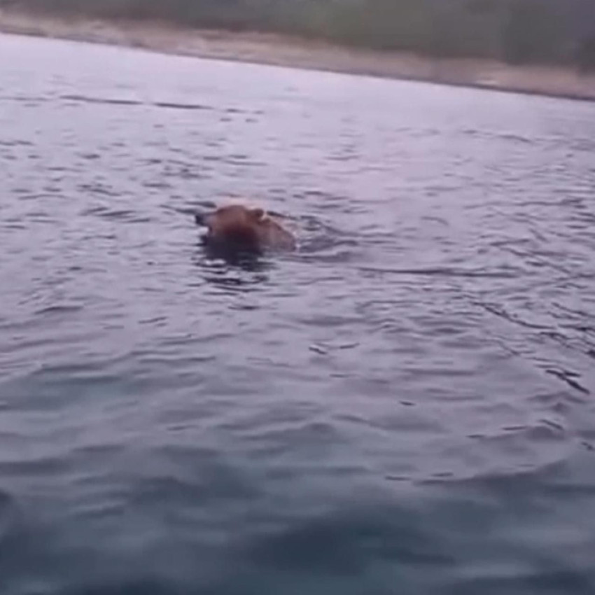 Balık avına gittiler, karşılarına ayı çıktı! - Resim: 2