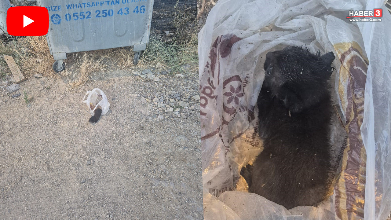 Eskişehir'de çöp kutusuna atılmış yavru kedinin kurtarılması.