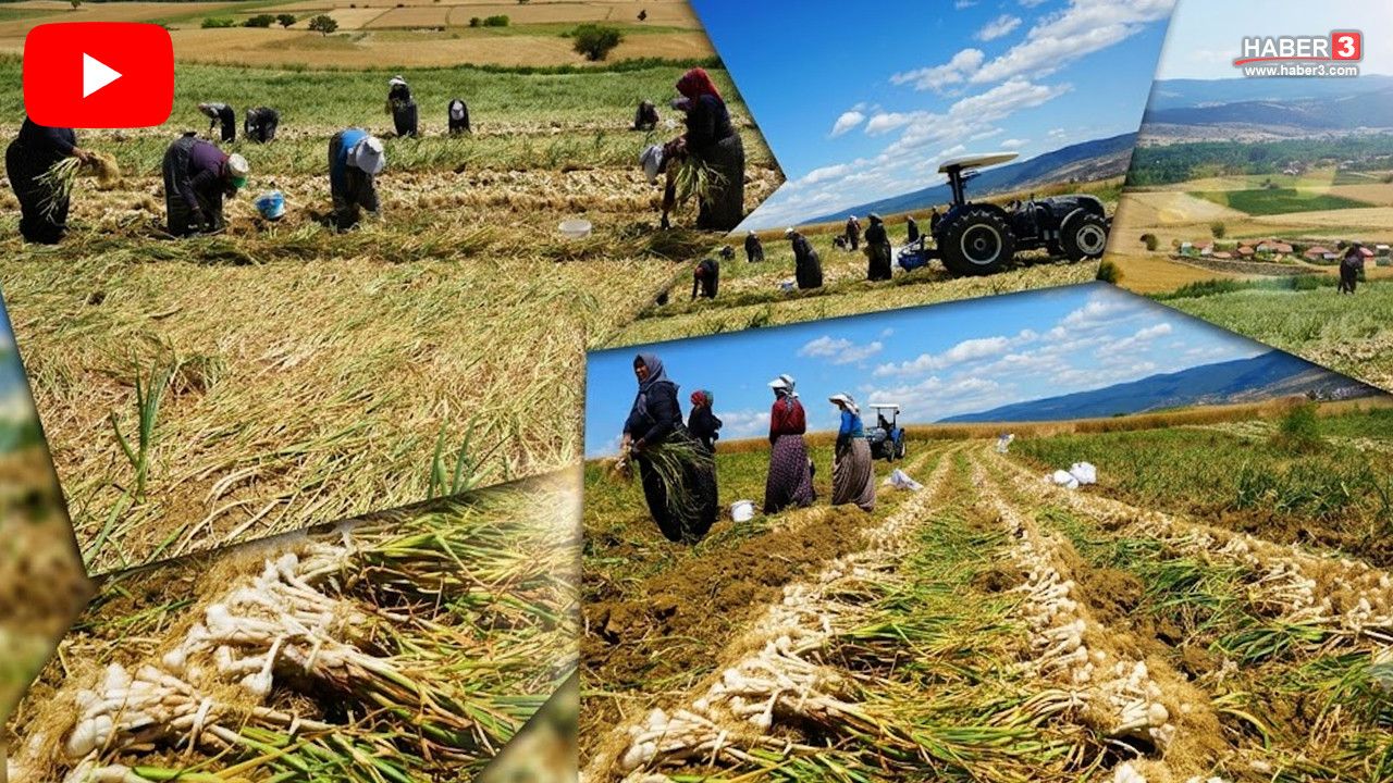 Türkiye'nin eşsiz beyaz altını için kavurucu sıcakta zor mesai