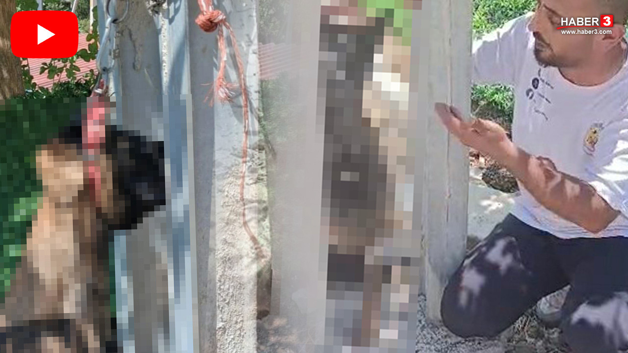 Hatay'ın Kırıkhan ilçesinde bir elektrik direğine asılı bulunan Belçika kurdu cinsi köpeğin cansız bedeni.