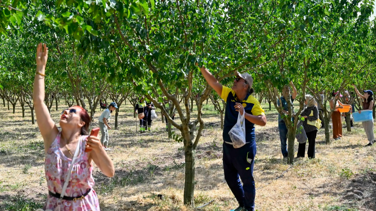 Ankara Büyükşehir Belediyesi'nin ATA Çiftliği'nde düzenlediği Hasat Şenliği'ne katılan vatandaşlar