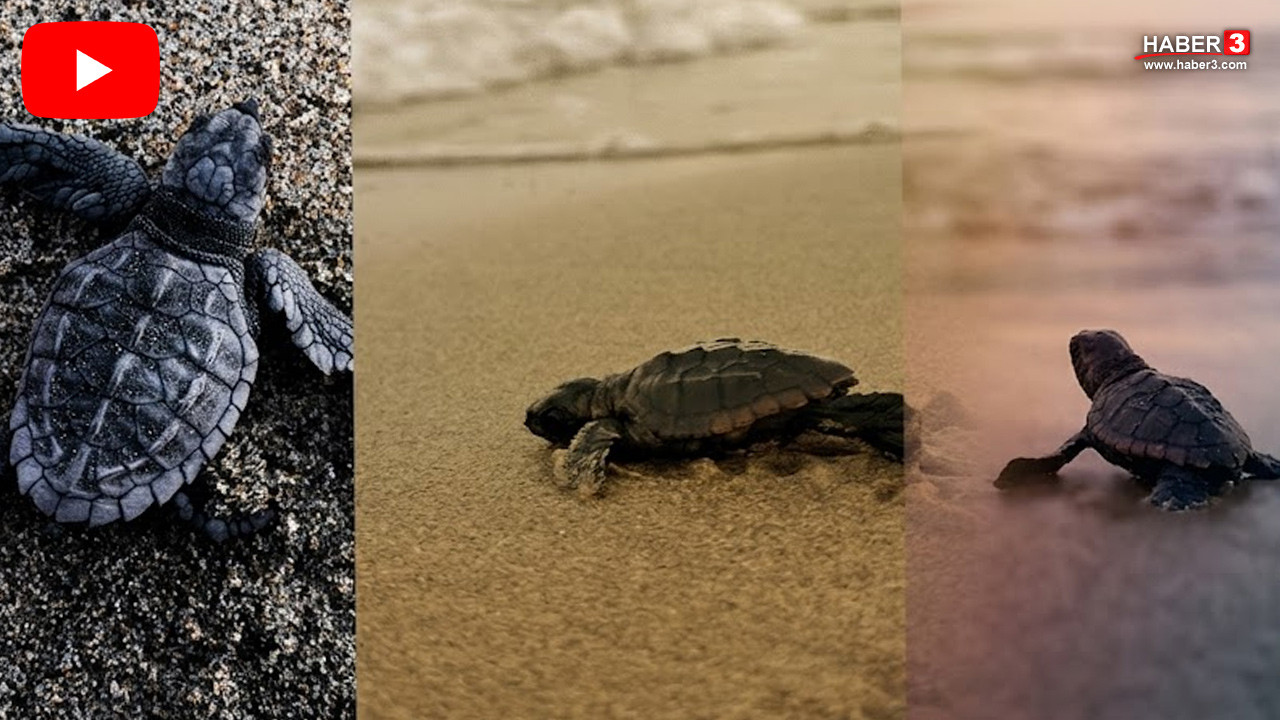 Mersin Bozyazı sahilinde denize ulaşan Caretta Caretta yavruları