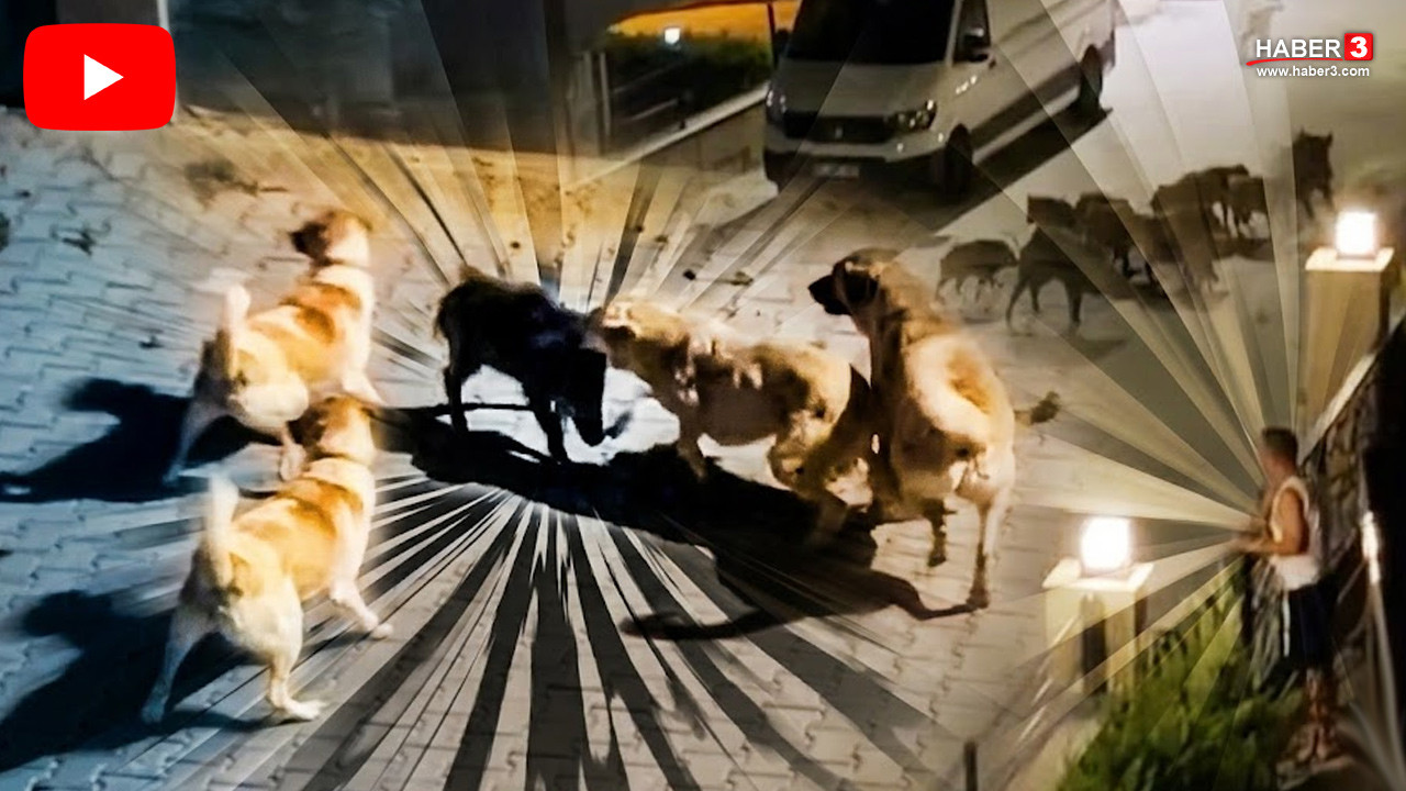 Aydın'ın Kuşadası ilçesinde yiyecek ararken iki köpeğin saldırısına uğrayan yaban domuzu, kendi sürüsünün yardımıyla kurtarıldı.