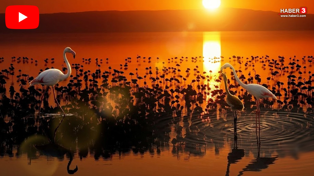 Tuz Gölü'nde son 5 yılın rekoru: 12 bin 800 flamingo yavrusu kuluçkadan çıktı