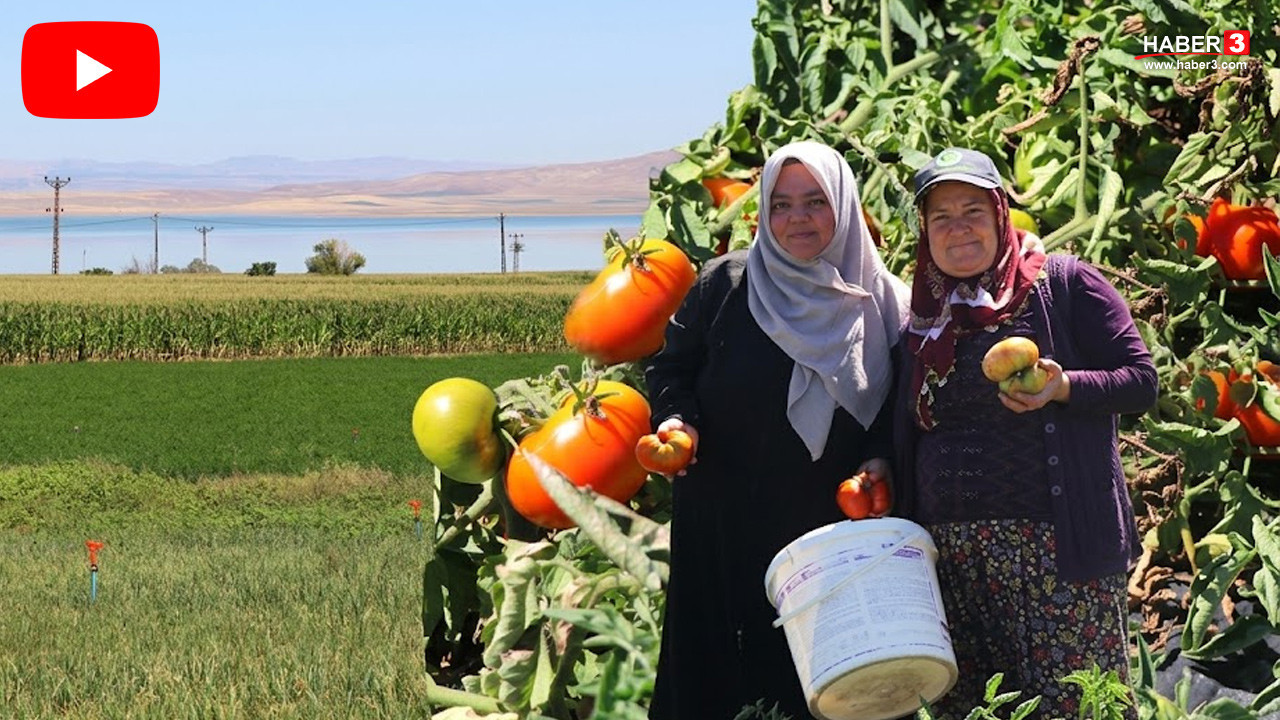 Türkiye'nin ''ata tohumu'' ile üretilen şifa kaynağı kırmızı altınında hasat başladı!