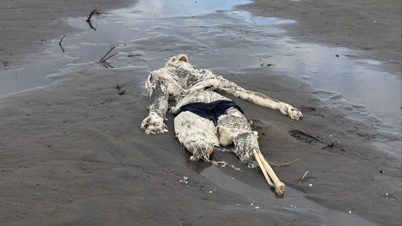 Samsun'un Terme ilçesi Taşlık Mahallesi sahilinde çürümüş ve iskelet haline gelmiş bir ceset bulundu. Üzerinde mayoya benzer bir kıyafet tespit edilen iskeletin kime ait olduğunun ve ölüm nedeninin belirlenmesi amacıyla Jandarma Kriminal ekipleri tarafından geniş çaplı soruşturma başlatıldı.