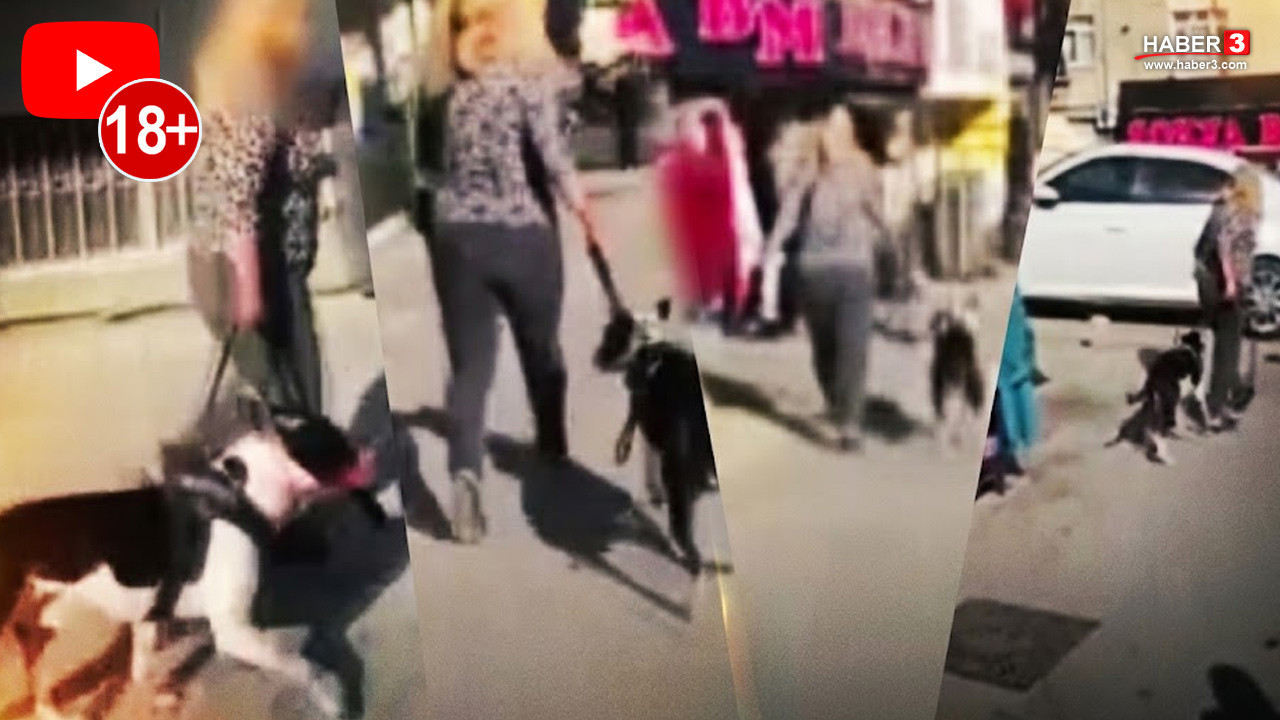 Yine bir sorumsuz pitbull sahibi dehşeti! İstanbul'da sokak ortasında vahşet!